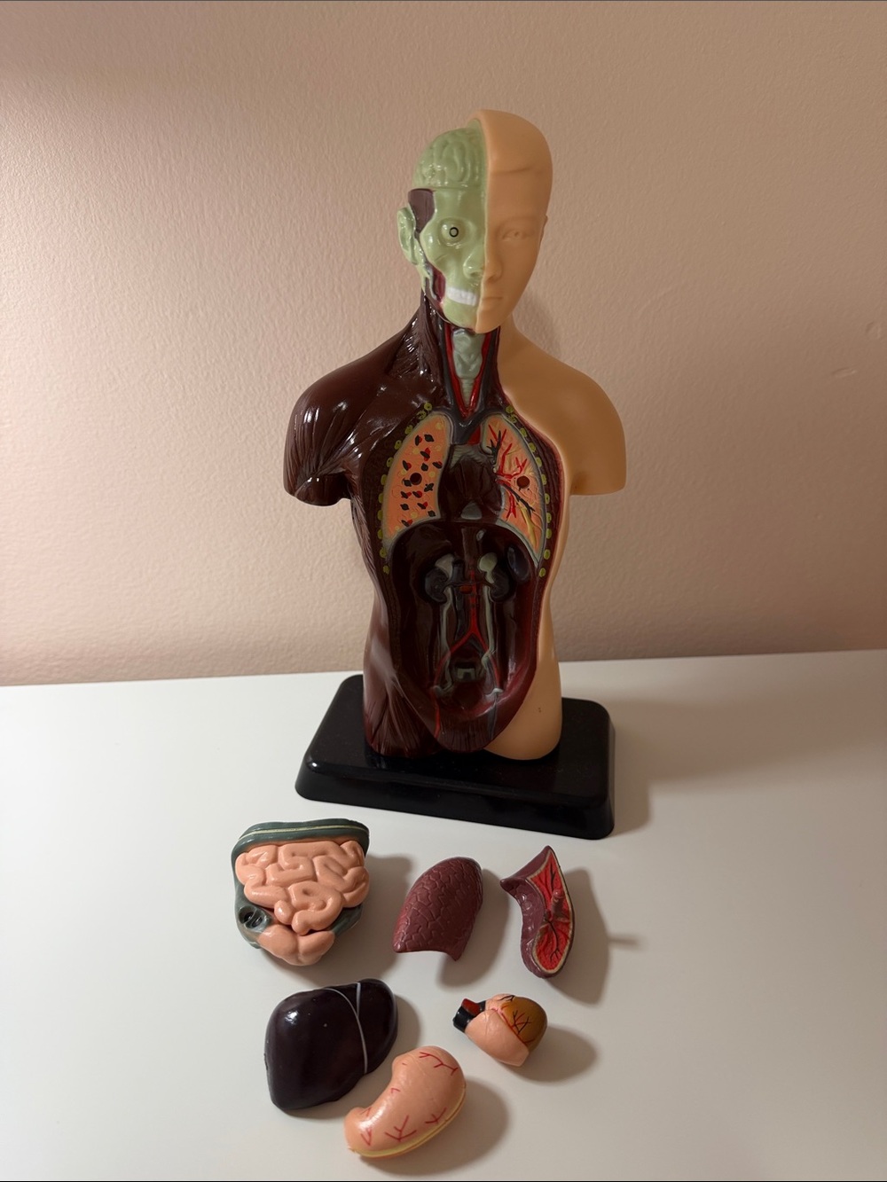 Human Body Model - Picture 2 of 2